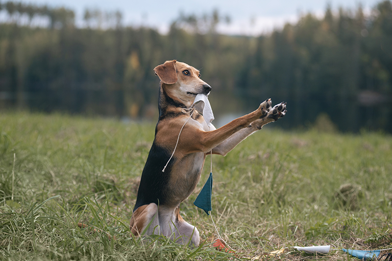 Happy Birthday OOna, Tongue Out Tuesday, #tongueouttuesday, dog photography, Dog birthday, Sweden, www.DOGvision.eu