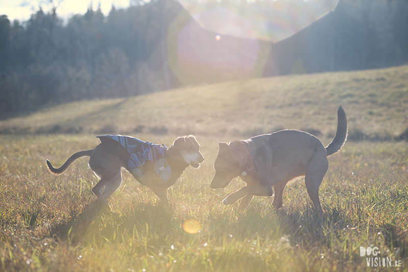 #TongueOutTuesday (51) , dog blog, dog photographer Europe, dog photography Sweden, www.DOGvision.eu