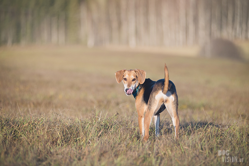 #TongueOutTuesday (51) , dog blog, dog photographer Europe, dog photography Sweden, www.DOGvision.eu