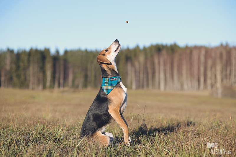 #TongueOutTuesday (51) , dog blog, dog photographer Europe, dog photography Sweden, www.DOGvision.eu