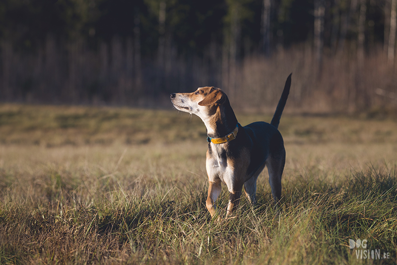 #TongueOutTuesday (51) , dog blog, dog photographer Europe, dog photography Sweden, www.DOGvision.eu