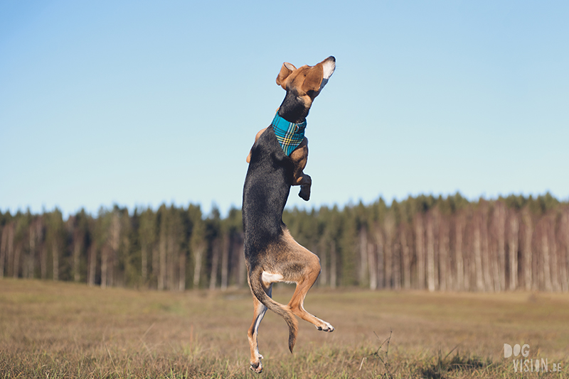 #TongueOutTuesday (51) , dog blog, dog photographer Europe, dog photography Sweden, www.DOGvision.eu