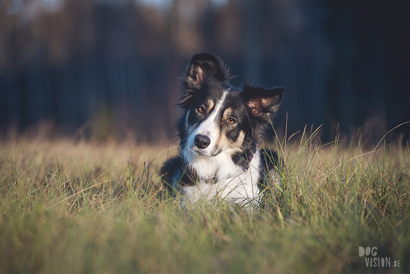 #TongueOutTuesday (51) , dog blog, dog photographer Europe, dog photography Sweden, www.DOGvision.eu