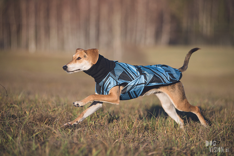 #TongueOutTuesday (51) , dog blog, dog photographer Europe, dog photography Sweden, www.DOGvision.eu