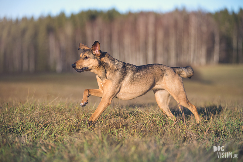 #TongueOutTuesday (51) , dog blog, dog photographer Europe, dog photography Sweden, www.DOGvision.eu