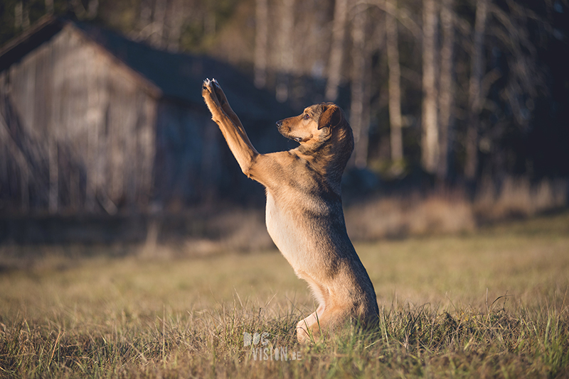 #TongueOutTuesday (51) , dog blog, dog photographer Europe, dog photography Sweden, www.DOGvision.eu