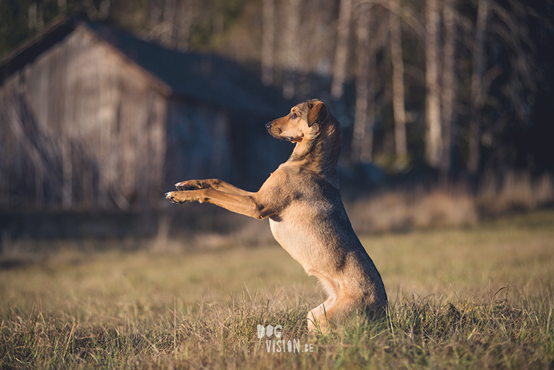 #TongueOutTuesday (51) , dog blog, dog photographer Europe, dog photography Sweden, www.DOGvision.eu