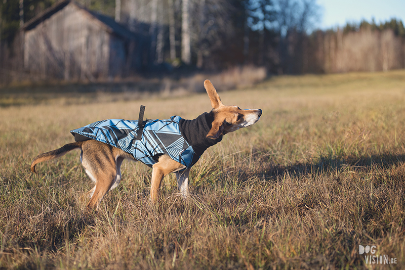 #TongueOutTuesday (51) , dog blog, dog photographer Europe, dog photography Sweden, www.DOGvision.eu