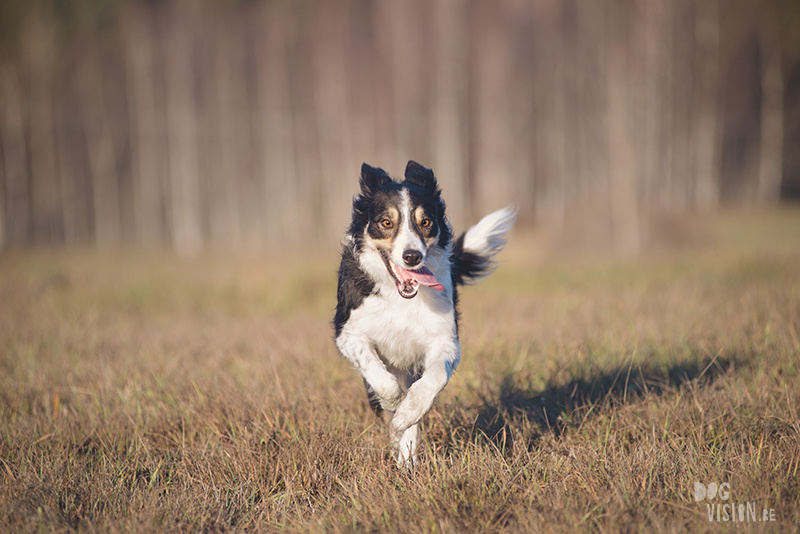 #TongueOutTuesday (51) , dog blog, dog photographer Europe, dog photography Sweden, www.DOGvision.eu