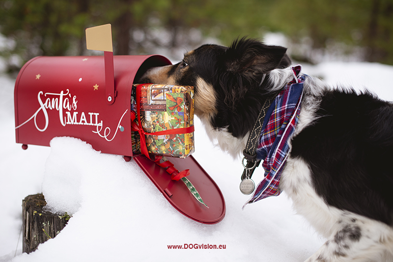 Border Collie Mogwai, Christmas dog photoshoot ideas, Santa's mailbox, dog gifts, snow. www.DOGvision.eu