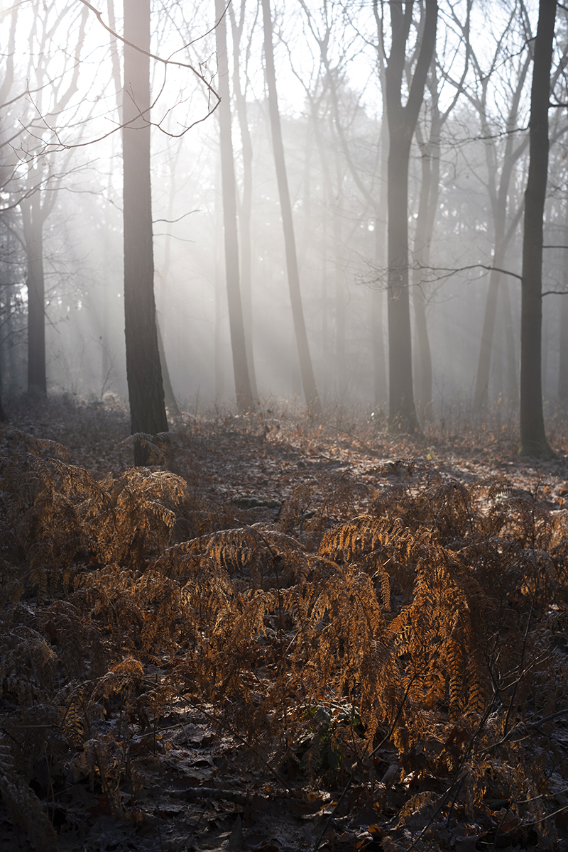 Nature reserve Lovenhoek (Vorselaar) Belgium, dog walk, www.DOGvision.eu