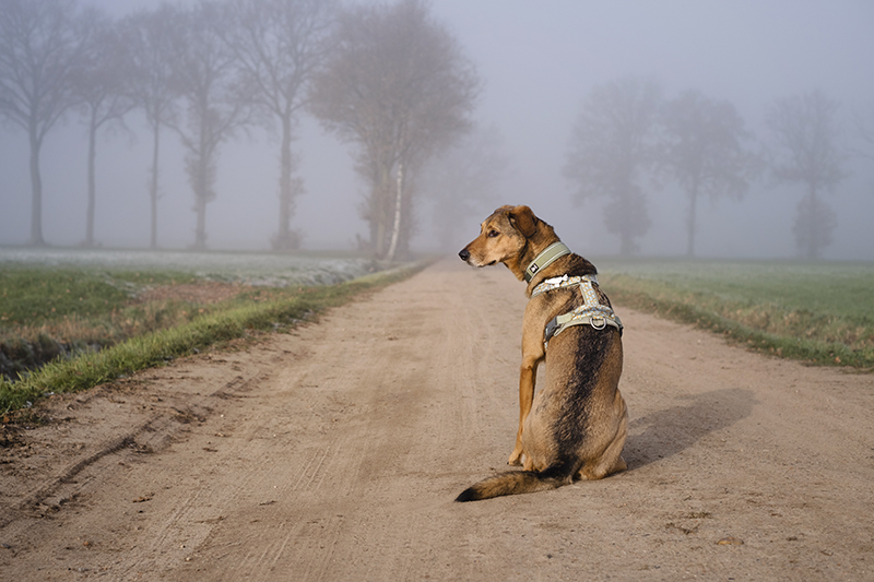 Natuurpunt wandeling Lovenhoek, wandelen met honden België, www.DOGvision.eu