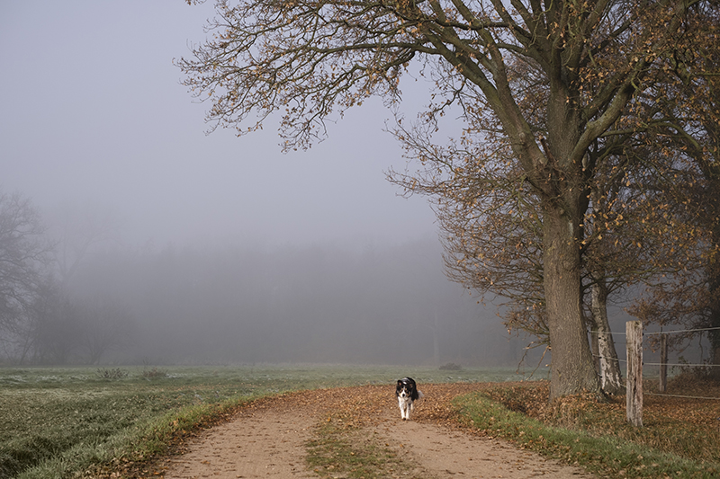 Nature reserve Lovenhoek (Vorselaar) Belgium, dog walk, www.DOGvision.eu