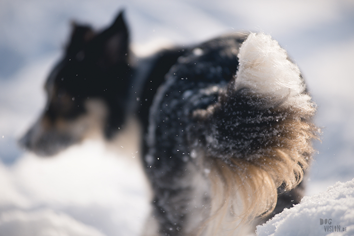 #TongueOutTuesday (09) | Dog blog about dog photography, Sweden and life with dogs | www.DOGvision.eu