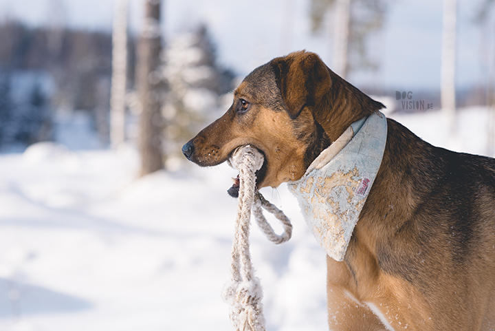 #TongueOutTuesday (09) | Dog blog about dog photography, Sweden and life with dogs | www.DOGvision.eu