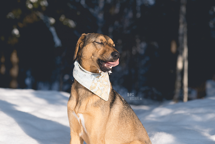 #TongueOutTuesday (09) | Dog blog about dog photography, Sweden and life with dogs | www.DOGvision.eu