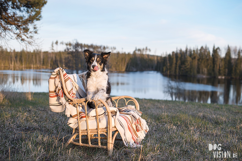 #TongueOutTuesday (18), dog photography www.DOGvision.eu, Fenne Kustermans Belgian artist Sweden.