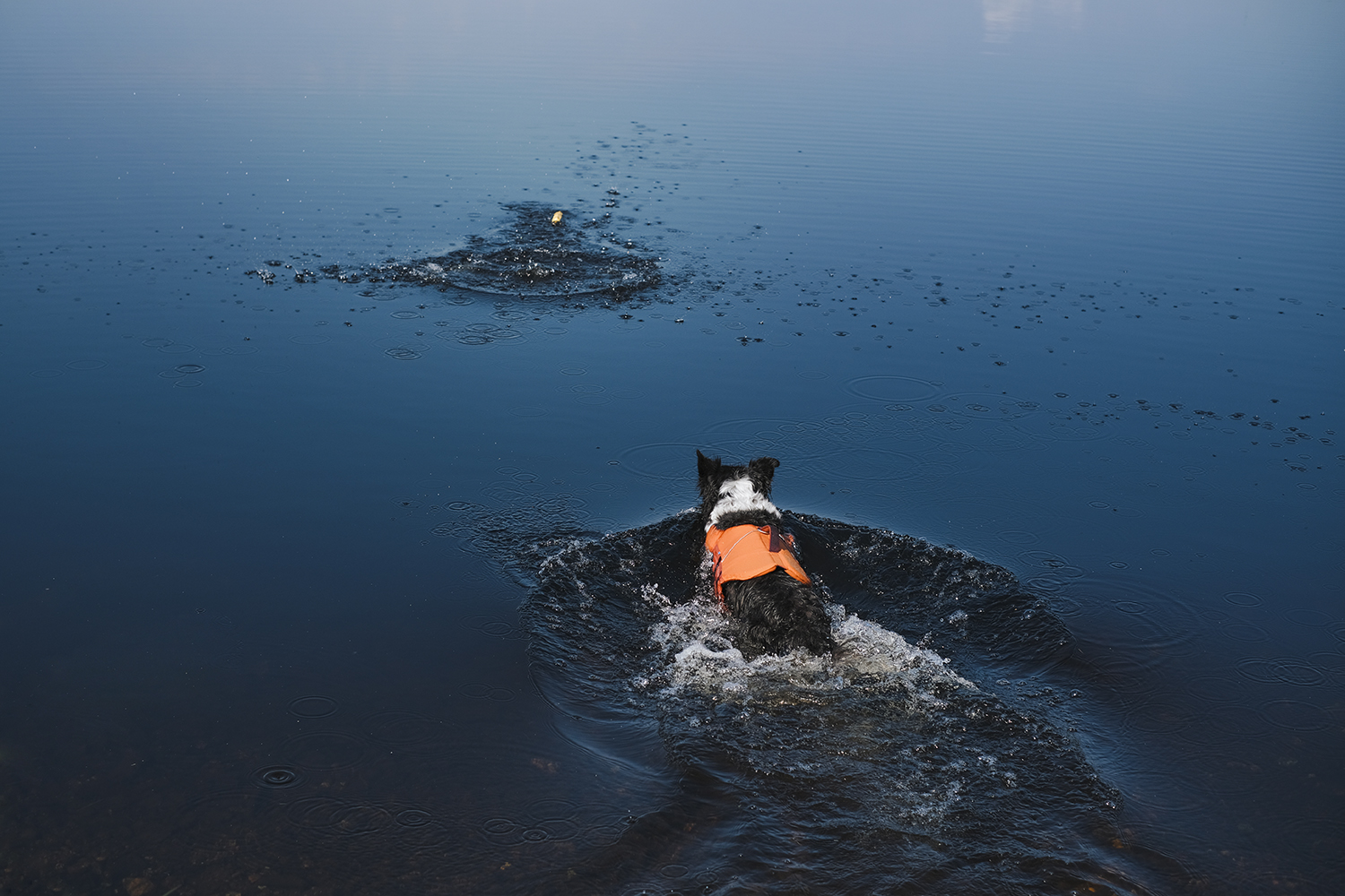 Hurtta adventurer 2023, life vests for dogs, dogs on adventures, lake swimming with dogs, www.DOGvision.eu