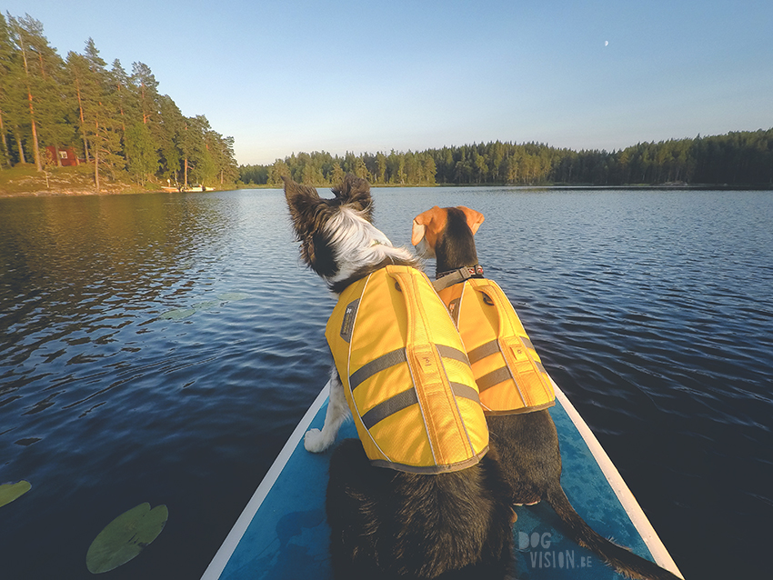 Paddling with dogs in Sweden, sup dogs, Red paddle, ruffwear life jacket, dog photographer Europe, www.DOGvision.eu