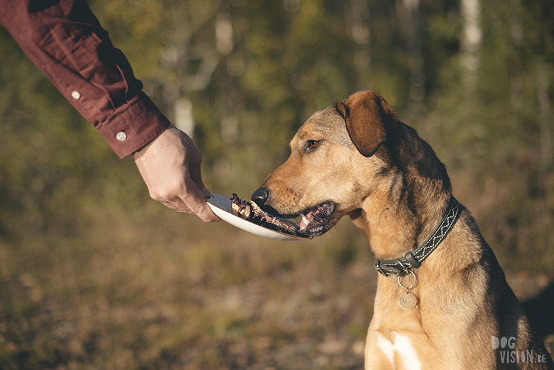 #TongueOutTuesday (39), www.DOGvision.eu