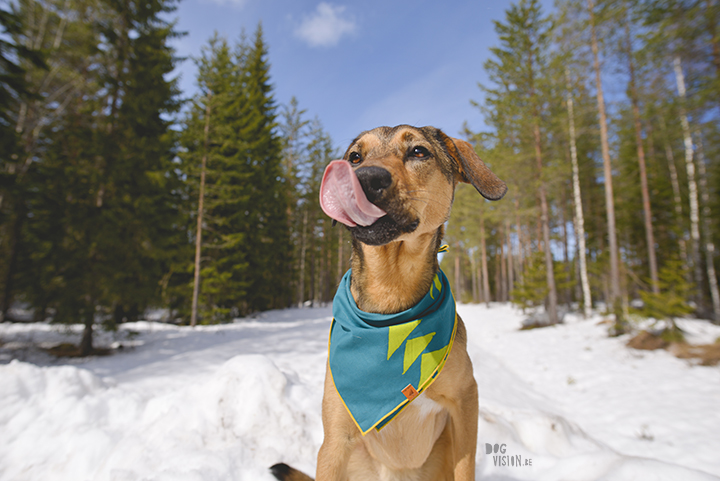 #TongueOutTuesday (17), dog photography project, www.dogvision.eu