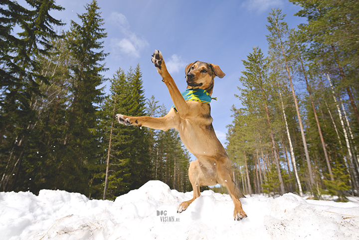  #TongueOutTuesday (17), dog photography project, www.dogvision.eu