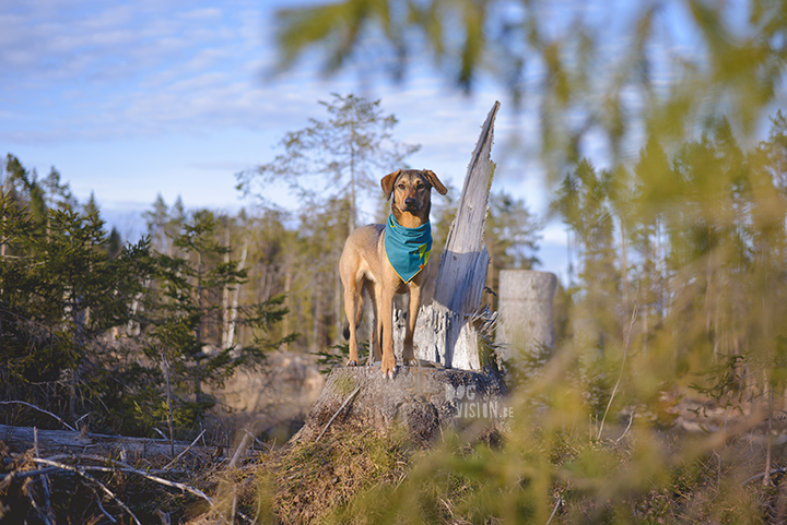 How to find interesting locations for dog photography, dog photography Sweden, dog blog, www.DOGvision.eu