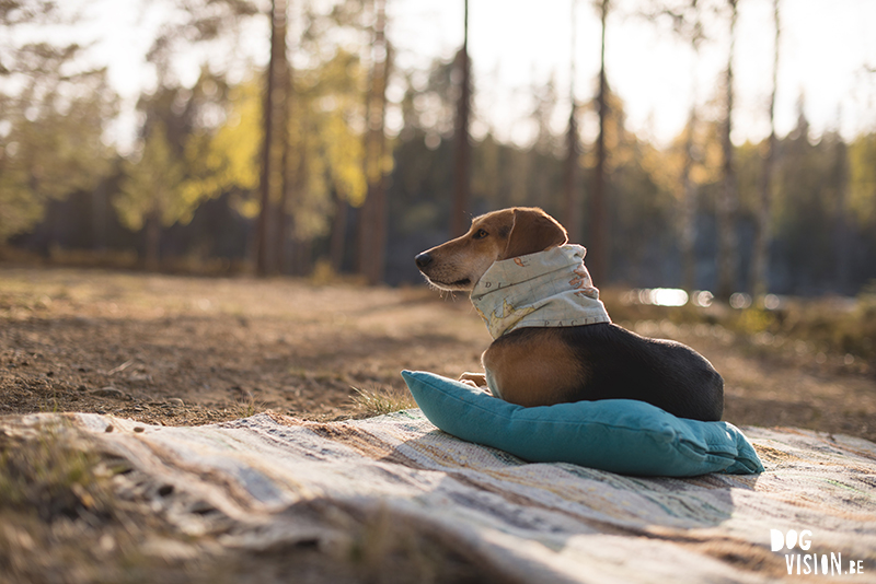 #TongueOutTuesday (22), Fenne Kustermans dog photographer and artist Sweden, hiking with dogs in Sweden, dog blog, adventures with dogs, www.DOGvision.eu