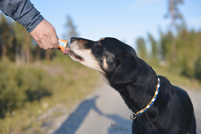 #TongueOutTuesday (22), dog photography, dog photographer Sweden, adventure dogs, blog on www.DOGvision.eu