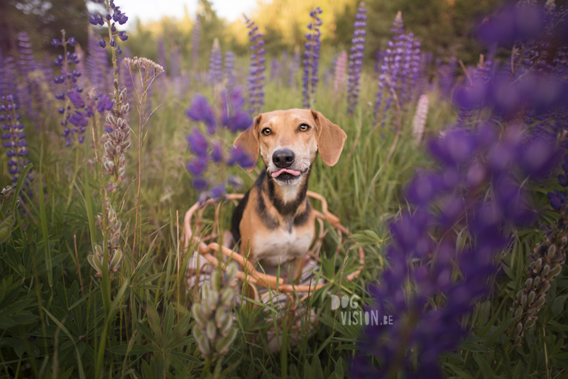 #TongueOutTuesday (28) , Fenne Kustermans dog photography, dog photographer Sweden Dalarna, hiking and camping with dogs, summer pictures of dogs with flowers, www.DOGvision.eu