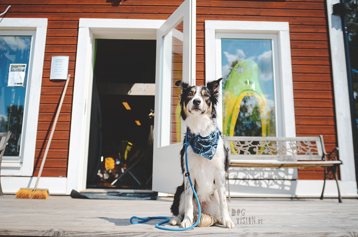 Kayak shop Sweden | adventure with dogs | blog on www.DOGvision.be