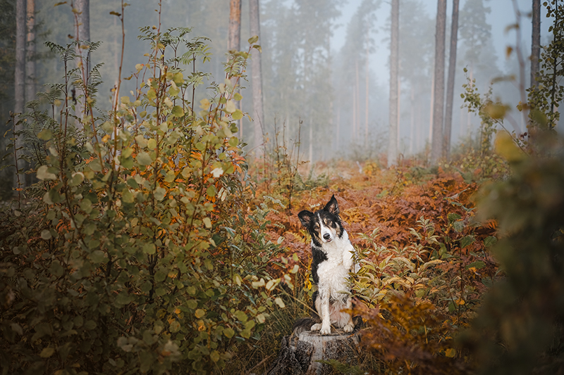 #TongueOutTuesday (39), dog photography Europe, hundfotografi Sverige, hiking with dogs in nature, www.DOGvision.eu