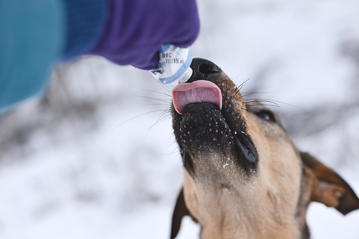 #TongueOutTuesday (52)| hondenfotografie | www.DOGvision.be