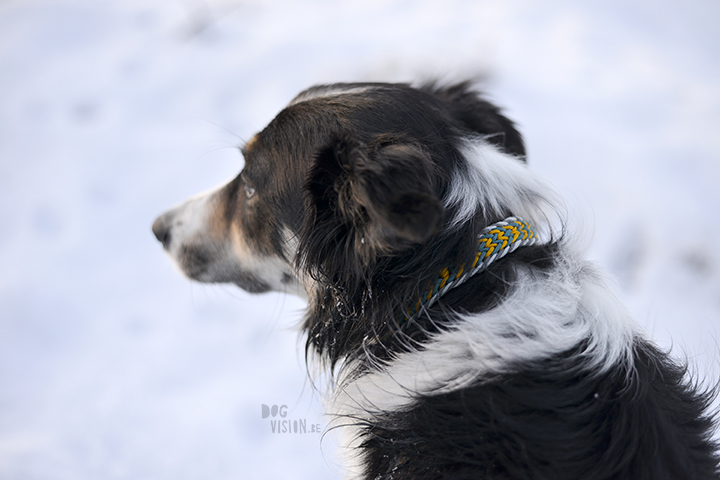 #TongueOutTuesday (52)| hondenfotografie | www.DOGvision.be