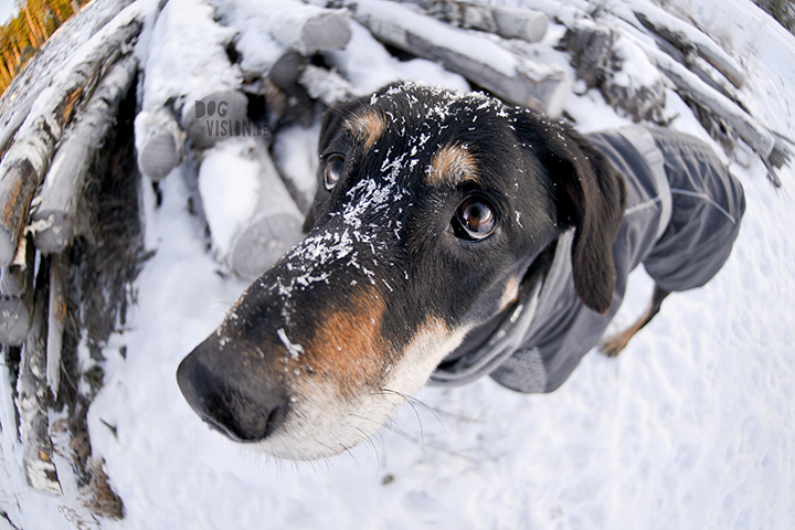 #TongueOutTuesday (52)| hondenfotografie | www.DOGvision.be