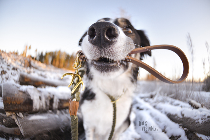 #TongueOutTuesday (52)| hondenfotografie | www.DOGvision.be