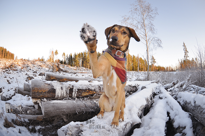 #TongueOutTuesday (52)| hondenfotografie | www.DOGvision.be