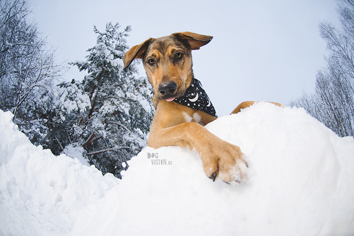 DOGvision, winter dog photography tips and tricks on the blog, www.DOGvision.eu, protecting photography gear in winter.