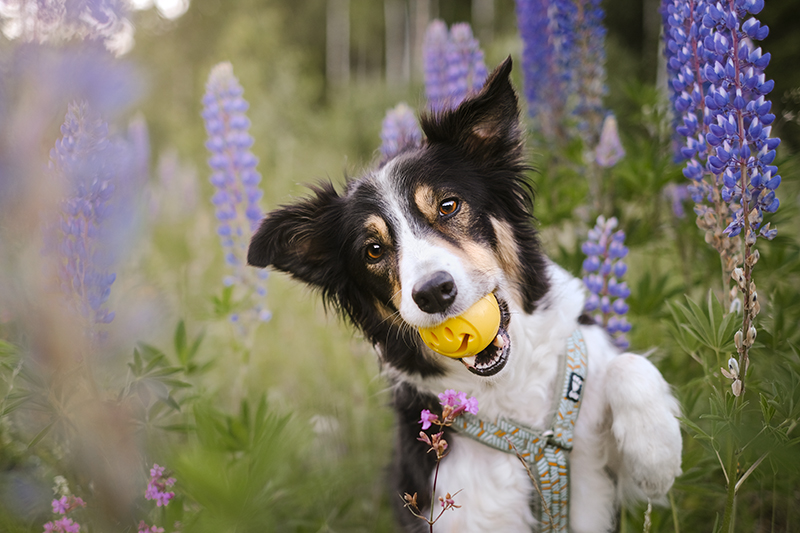 Happy Midsummer, DOGvision summer 2022, dog photography Europe, dog in flowers, www.DOGvision.eu