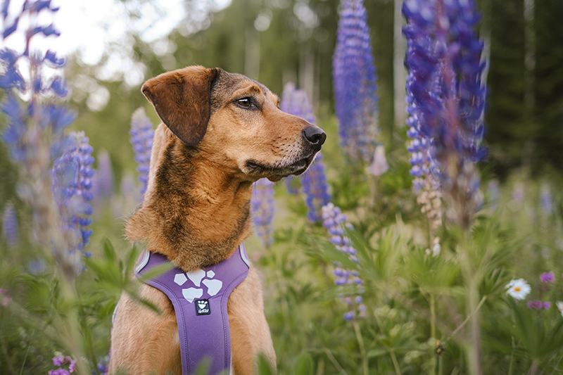 #TongueOutTuesday, weekly dog blog, dog life in Sweden, dog photography, www.DOGvision.eu