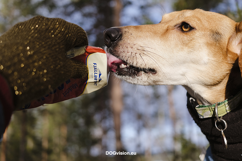 #TongueOutTuesday (04), hondenfotografie Zweden, honden blog, Border Collie, wandelen met honden in Zweden. www.DOGvision.be