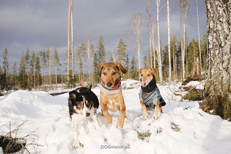 Fujifilm x-t4 performance during Swedish/Nordic winter & dog photography, www.DOGvision.eu