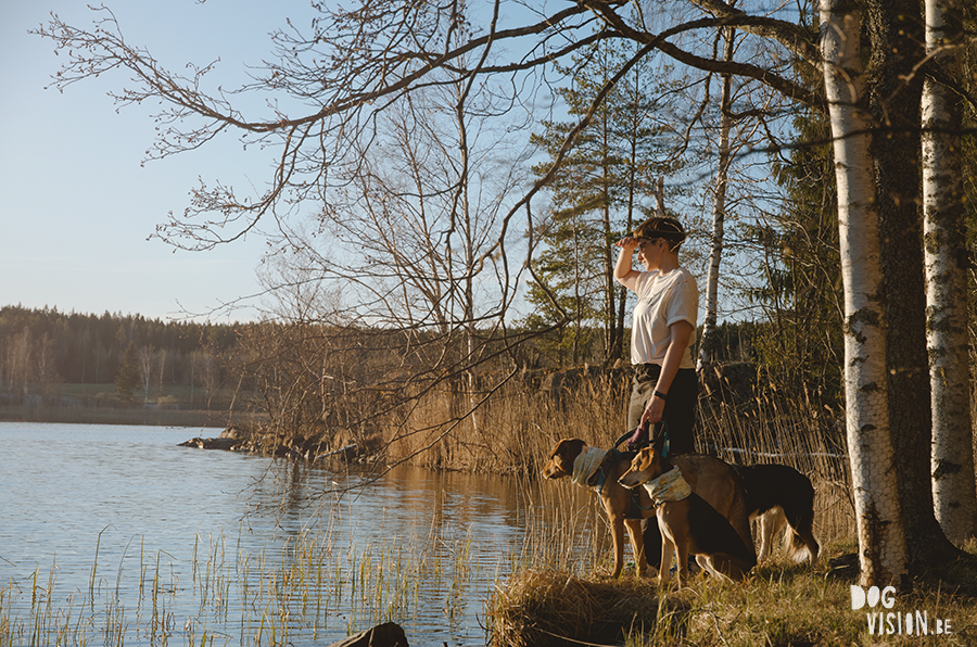 #TongueOutTuesday (18), dog photography www.DOGvision.eu, Fenne Kustermans Belgian artist Sweden.