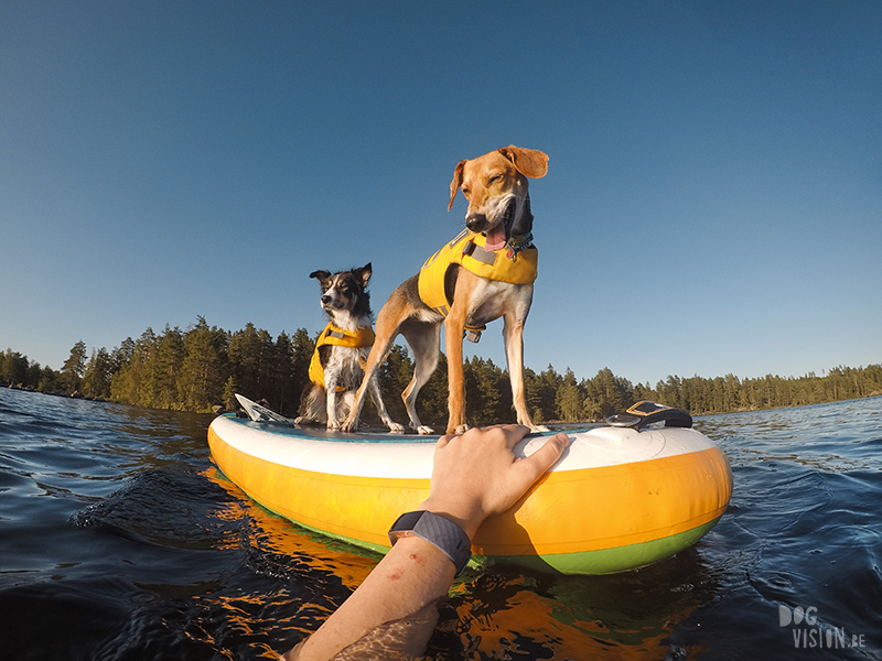 Paddling with dogs, SUP with dogs, outdoor adventures with dogs in Sweden, dog photography DOGvision, www.DOGvision.eu
