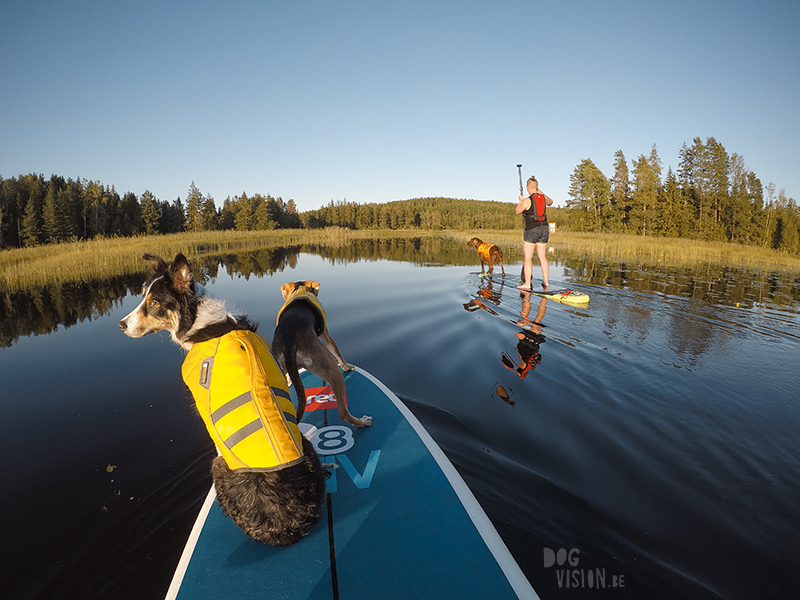 Paddling with dogs, SUP with dogs, outdoor adventures with dogs in Sweden, dog photography DOGvision, www.DOGvision.eu