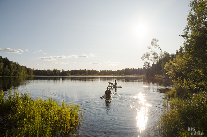 Paddling with dogs, SUP with dogs, outdoor adventures with dogs in Sweden, dog photography DOGvision, www.DOGvision.eu