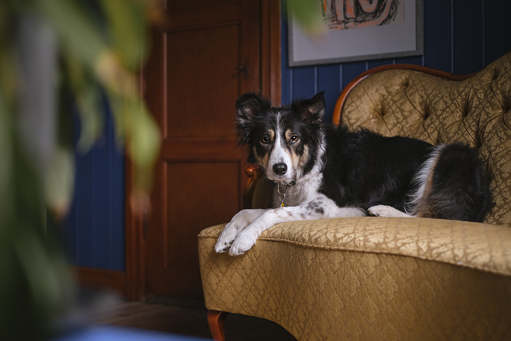 Taking my dogs to work/the art studio, artist's dogs, www.DOGvision.eu