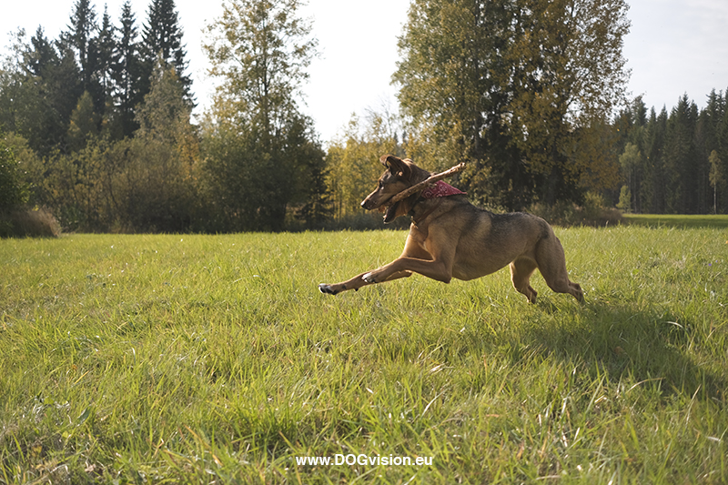 #TongueOutTuesday (40), Fenne Kustermans dog photography Dalarna Sweden, www.DOGvision.eu