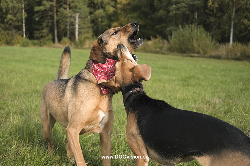 #TongueOutTuesday (40), Fenne Kustermans dog photography Dalarna Sweden, www.DOGvision.eu