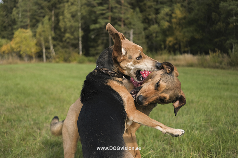 #TongueOutTuesday (40), Fenne Kustermans dog photography Dalarna Sweden, www.DOGvision.eu